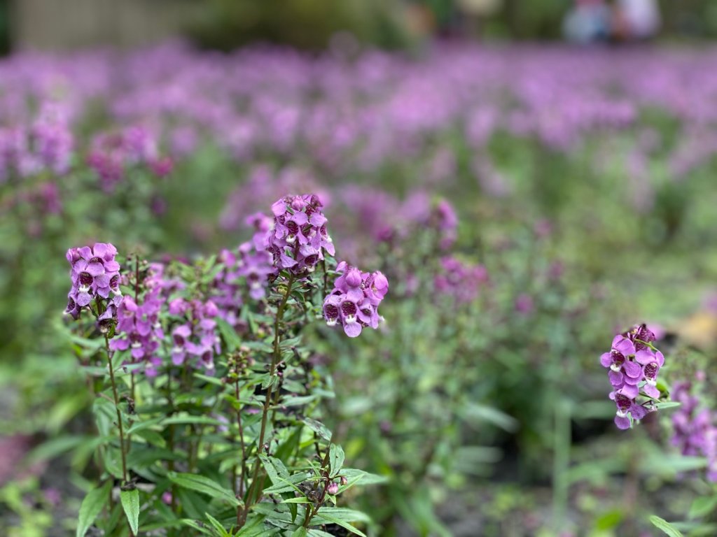 20191109貓仔們之溪頭森林步道探索_757155