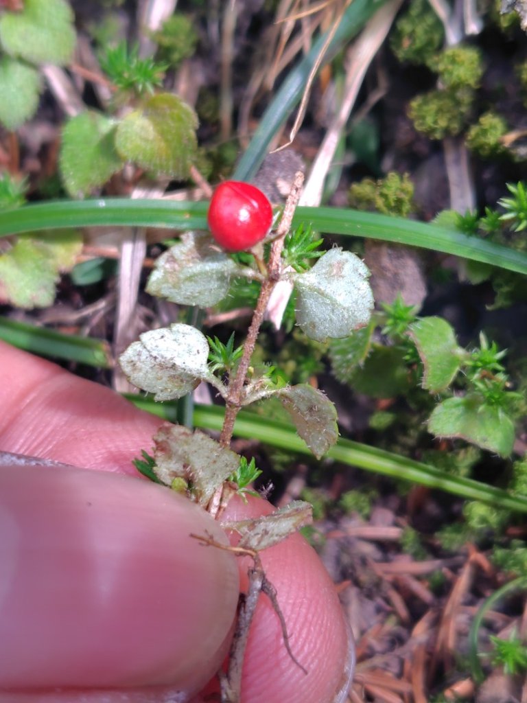 東埔走八通關古道訪龍貓公車繞對關山O型_2962841