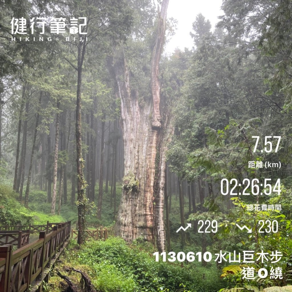 1130610水山巨木步道O繞_2523663
