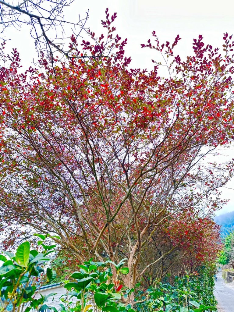 馬那邦山O走_2370132