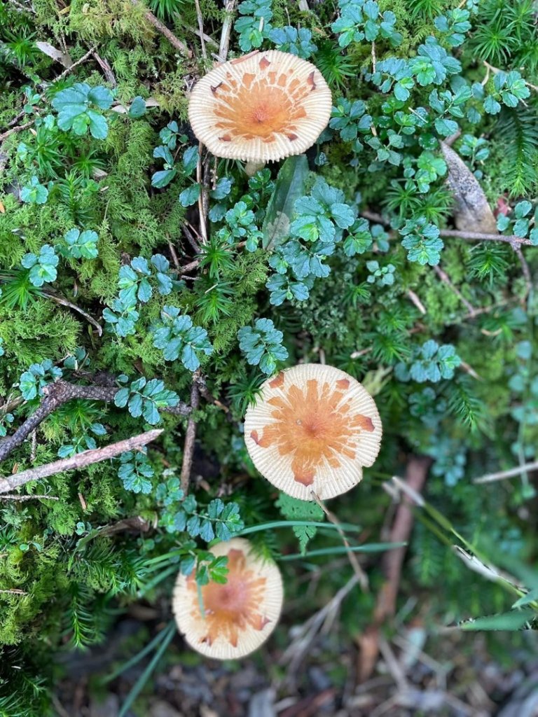 山野中的小精靈🧚‍♂️_1904320