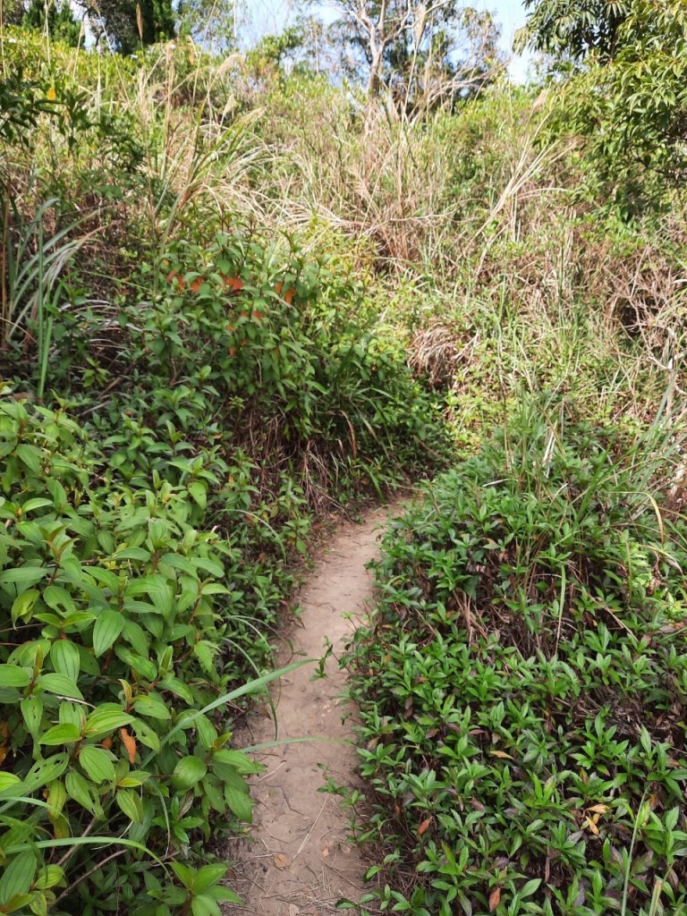 20230304 奇岩山，唭哩岸山，軍艦岩，磺溪山，丹鳳山_2054247