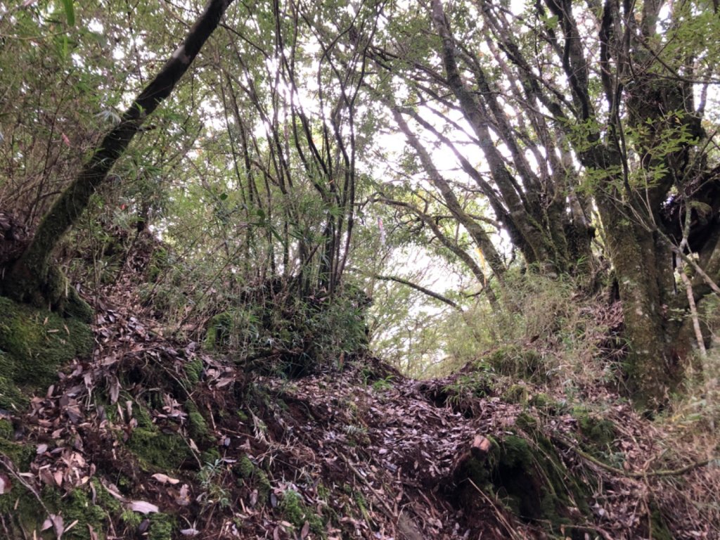 阿里山森林遊樂區一日雙塔（大塔山、塔山）_1207200