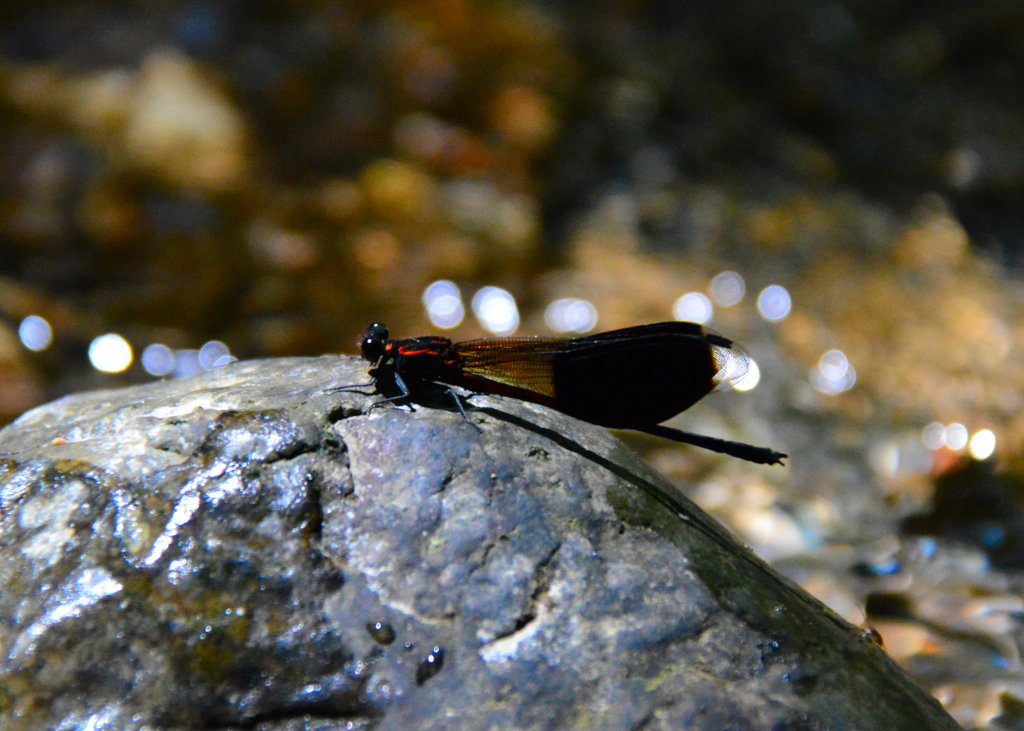 充滿禪意的坪溪古道_1455132
