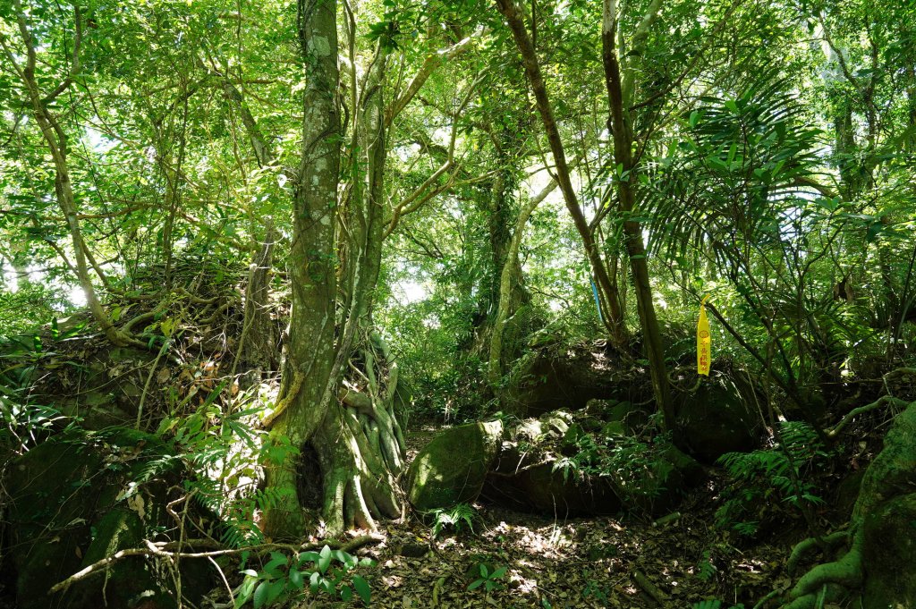苗栗 南庄 神桌山、大屋坑山、細湖頂山、象山_2533593