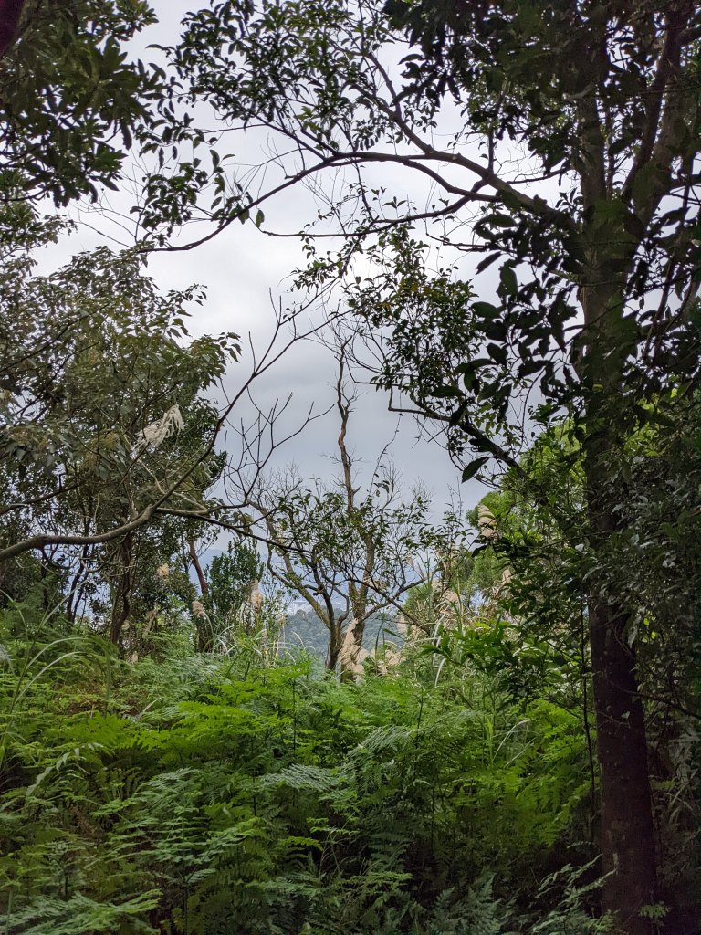 石門山 姜子寮絕壁 泰安瀑布_1663754