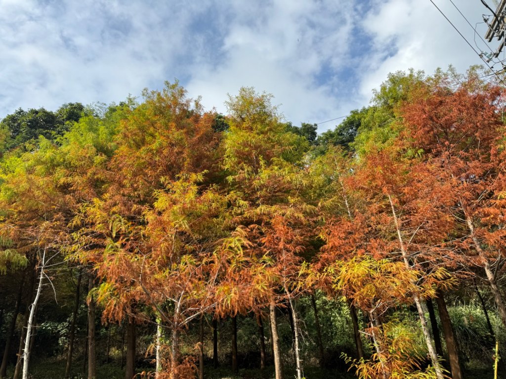 台中市北屯區、新社區交界頭嵙山，小百岳NO.41（2-1120）封面圖