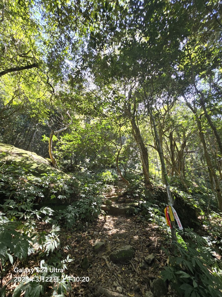 2025-03-22油羅山步道_2743400