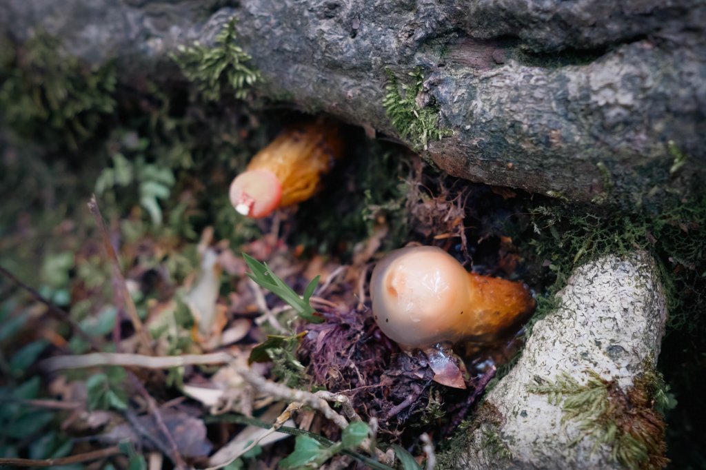 桃園復興區 處暑‧北插天山岩戶線封面圖