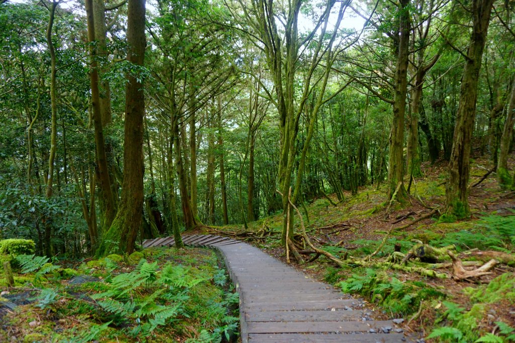 檜山巨木森林步道_481577