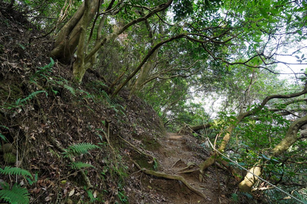 桃園 蘆竹 南崁山、五酒桶山_2396307