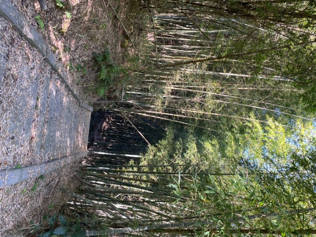 鹿谷大崙尾山、和雅挑竹古道7號、和雅挑竹古道6號O型走_2425930