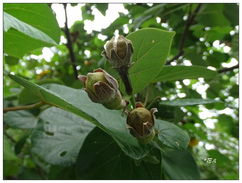 夏日/黃槿的花開_1417596