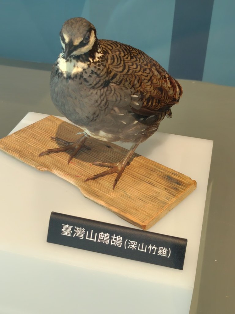 大雪山森林遊樂區 遊客中心 小神木 北三錐山 平石山西北峰_2952905