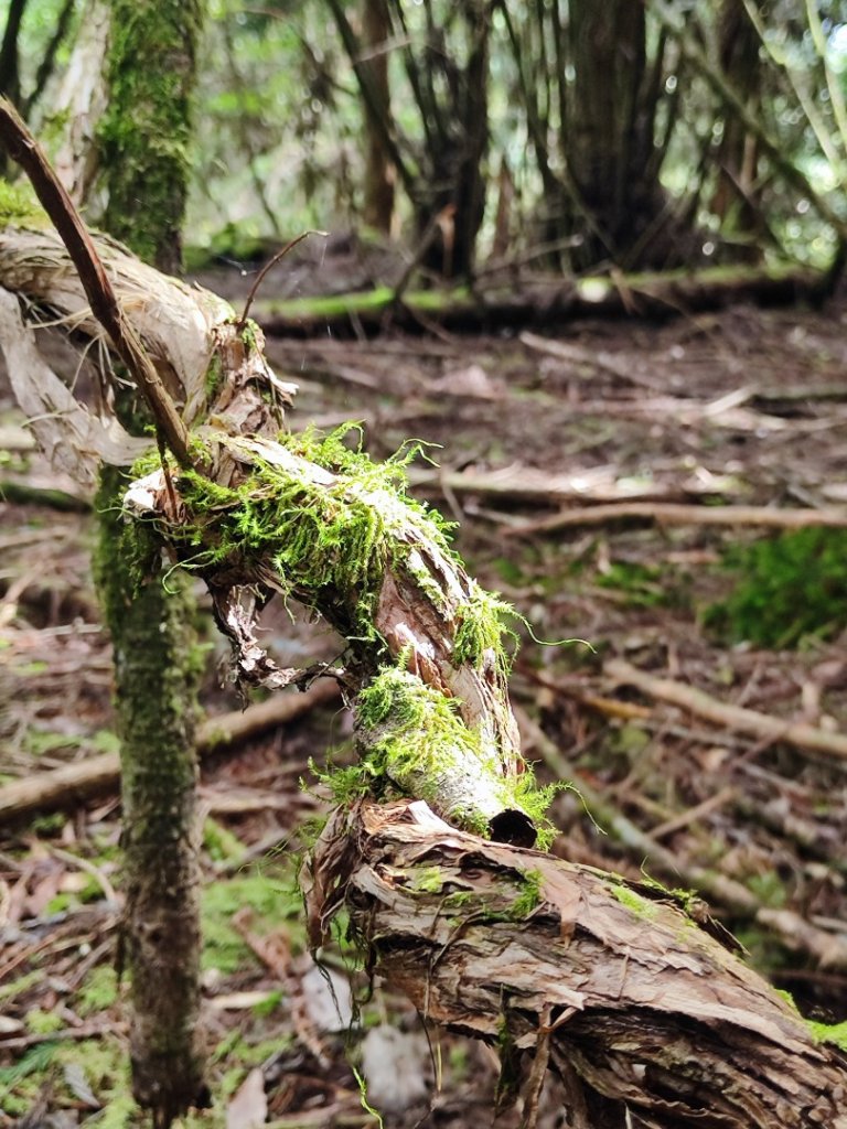 樂雪縱走_2876765
