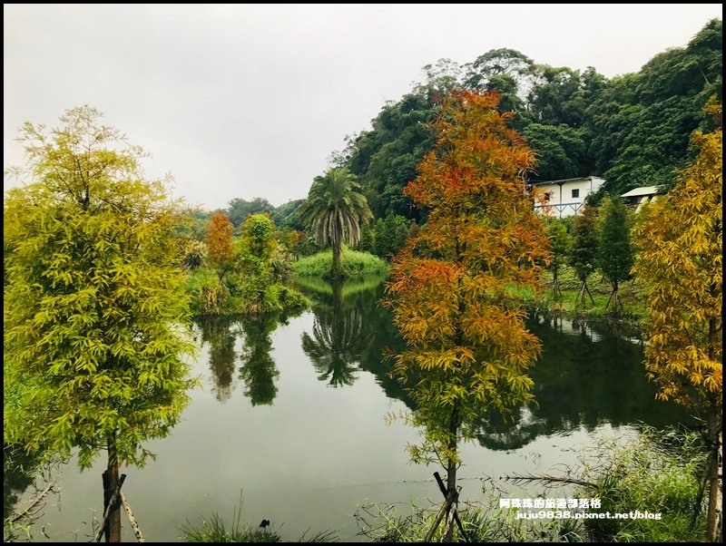 月眉人工濕地公園落羽松紅了芒花也開了_1168552