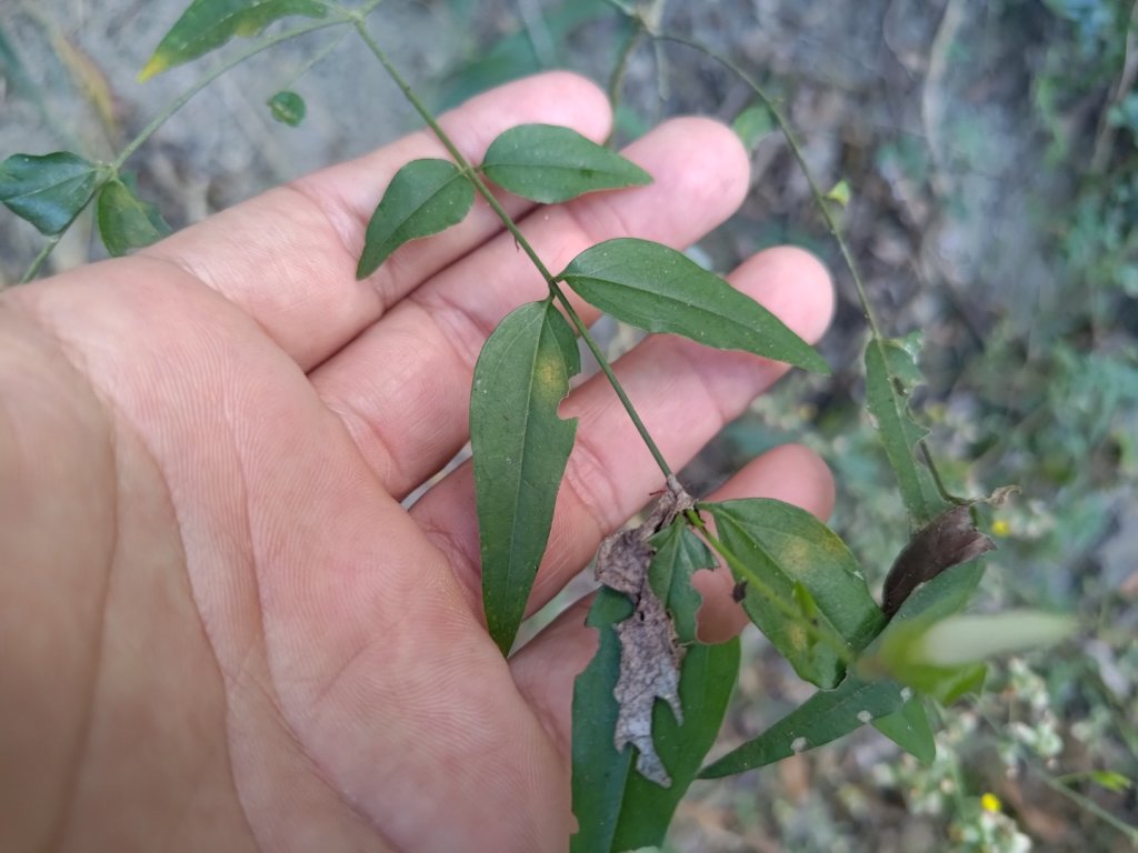 盆貿里山三盆連走_2749536