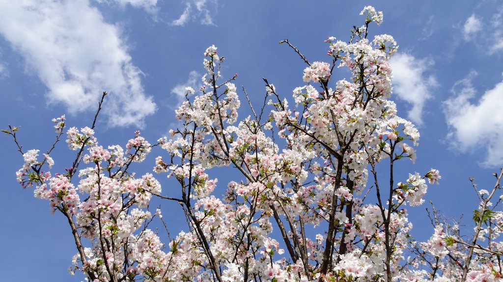 十八份水圳_1277590