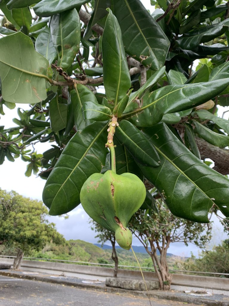 20260124屏東老佛山-老佛山南峰_2992334