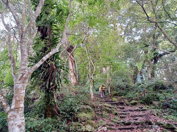 【苗栗大湖】山頂展望佳等到雲海。 馬那邦山登山步道_2806794