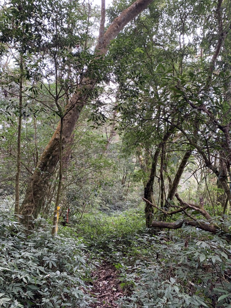 20240212屏東鱈葉根山-日湯真山縱走_2431735