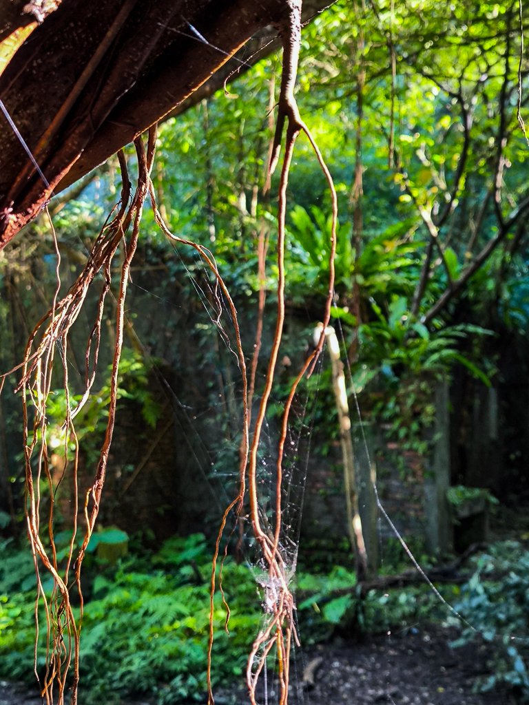 2025-01-12 白雞山、雞罩山、雞罩山前峰、鹿窟尖_2690631