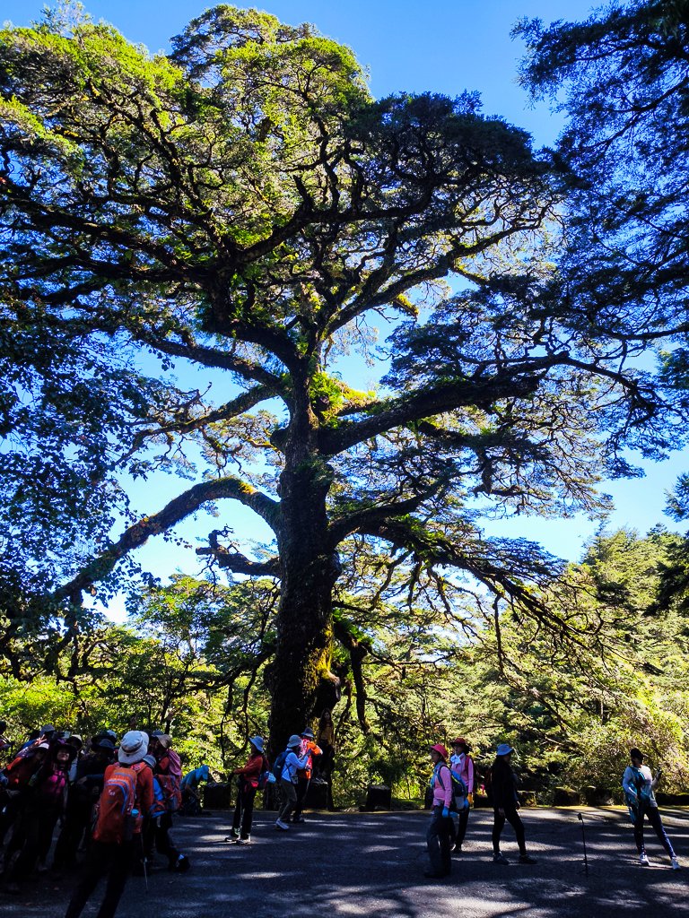 2025-08-24 塔塔加-大鐵杉-鹿林山莊-鹿林前山-鹿林山-黑森林-玉山登山口-上東埔_2869078