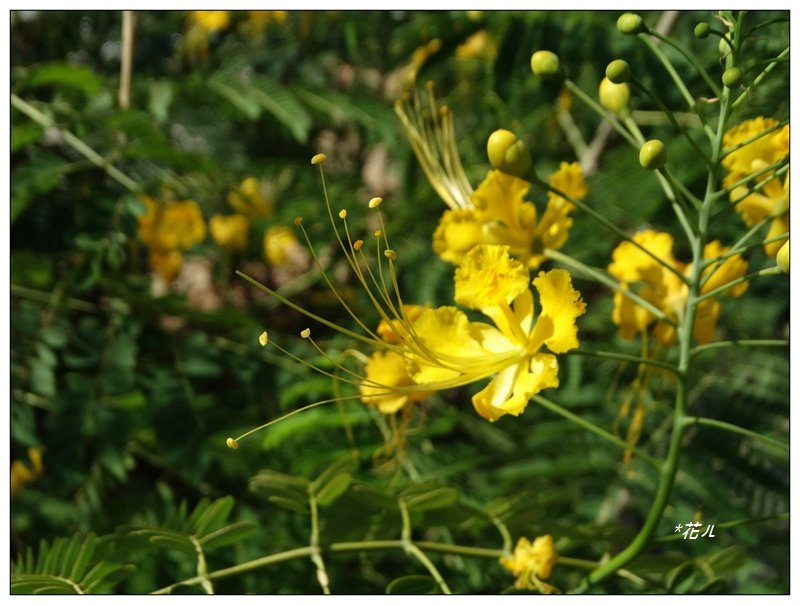 台中中央公園_1585771