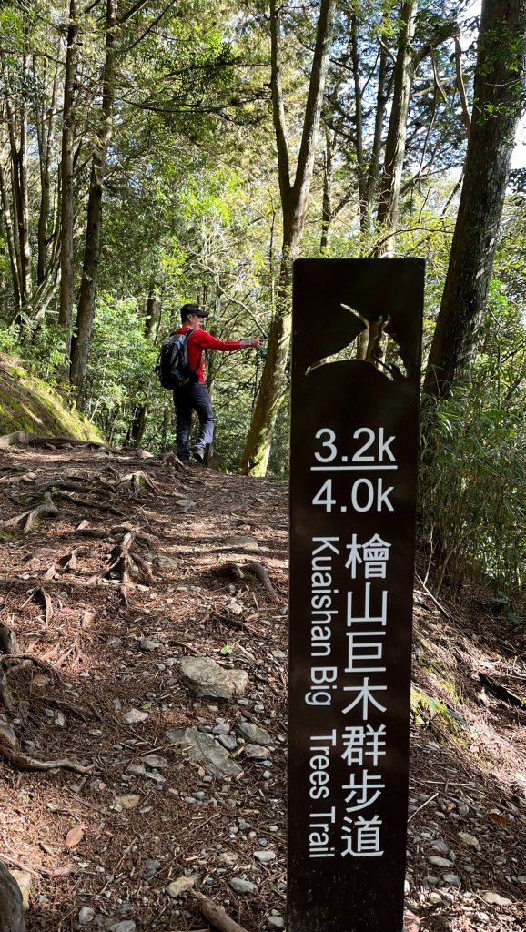 尋幽訪古遊走千年巨木和幻霧美森的樂山林道_2882338