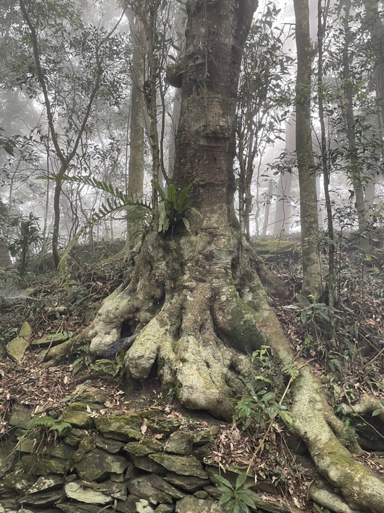 藤枝山&鳴海山_2964425