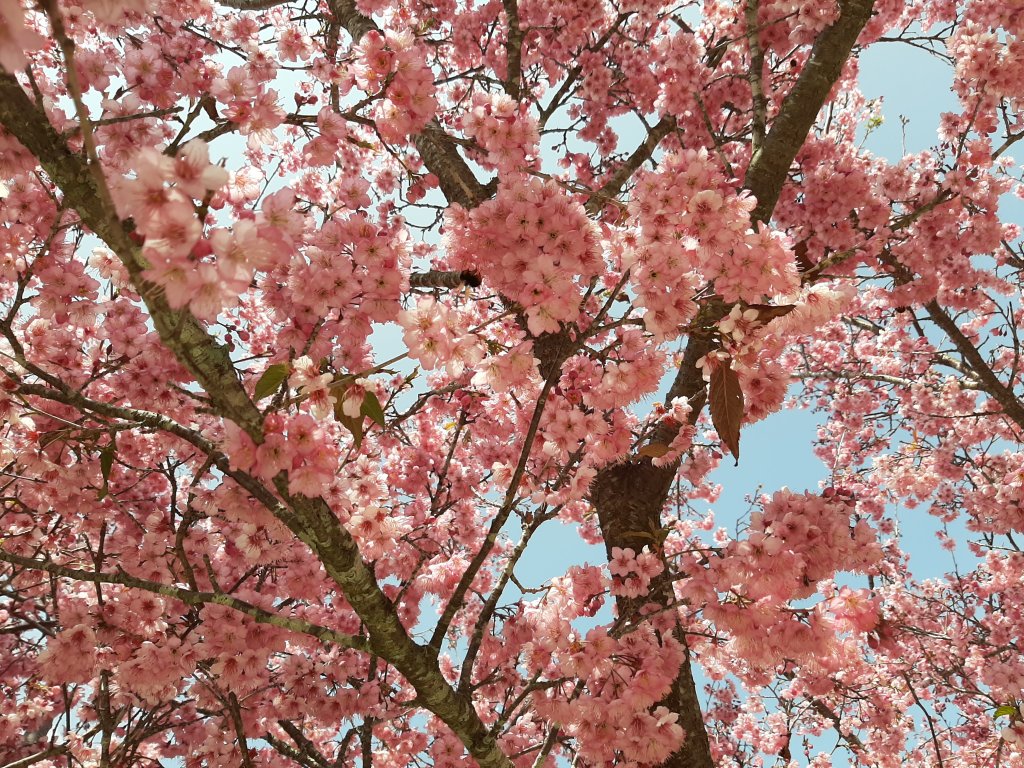 櫻花樹下的浪漫〡千櫻園_874649