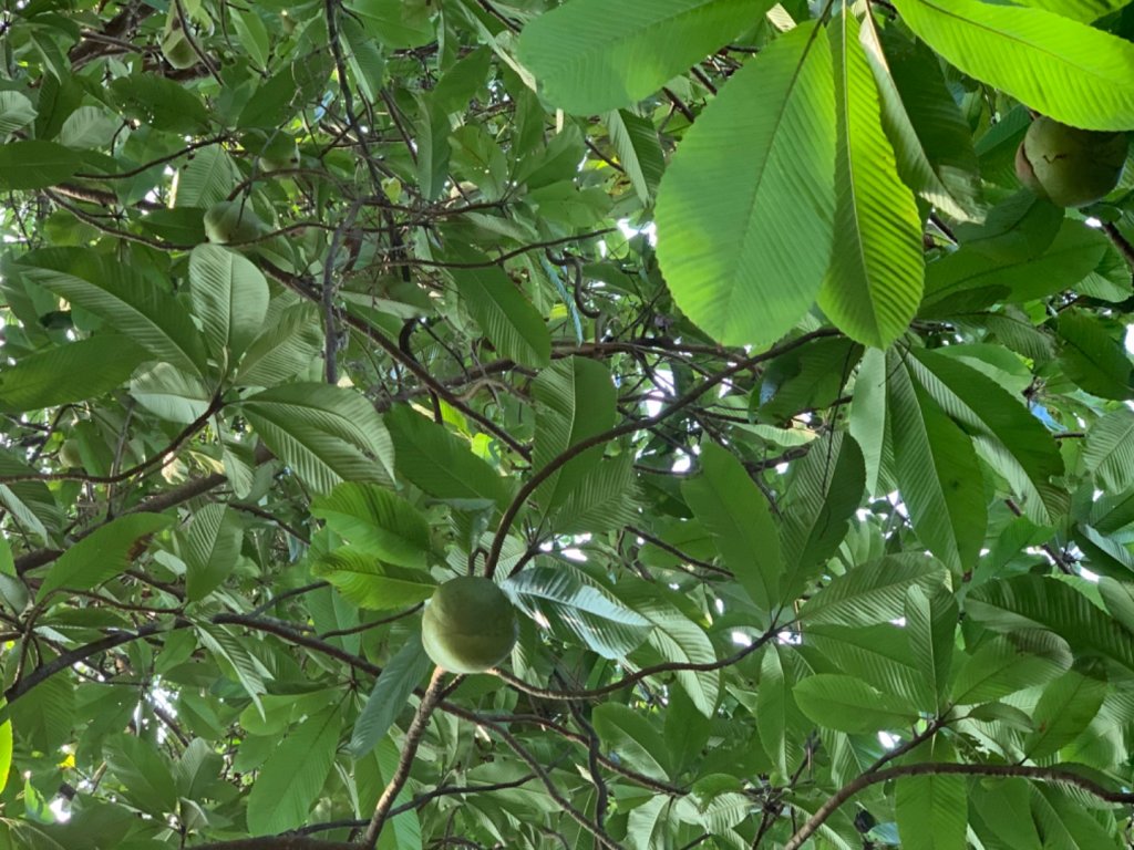 1090202溪洲山-石門水庫_820798