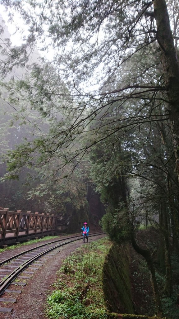 大塔山 & 阿里山國家森林遊樂區_550022