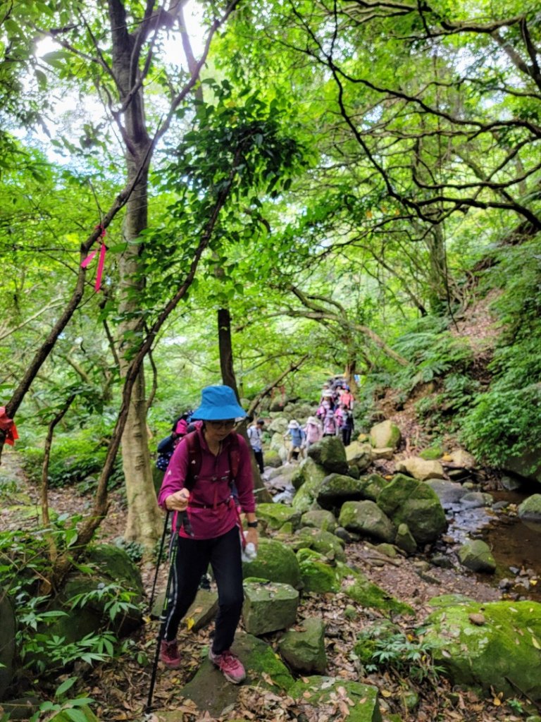 大屯溪古道清涼行-20240714_2600992