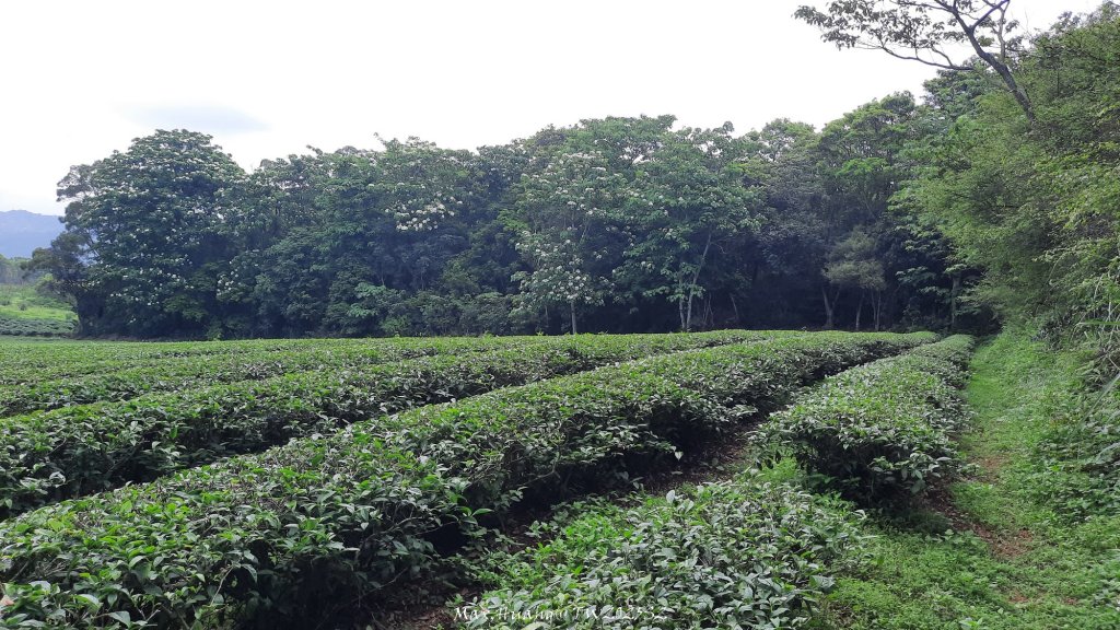 《苗栗》桐花茶園｜四月雪小徑登慈濟山三義山20250427_2771341