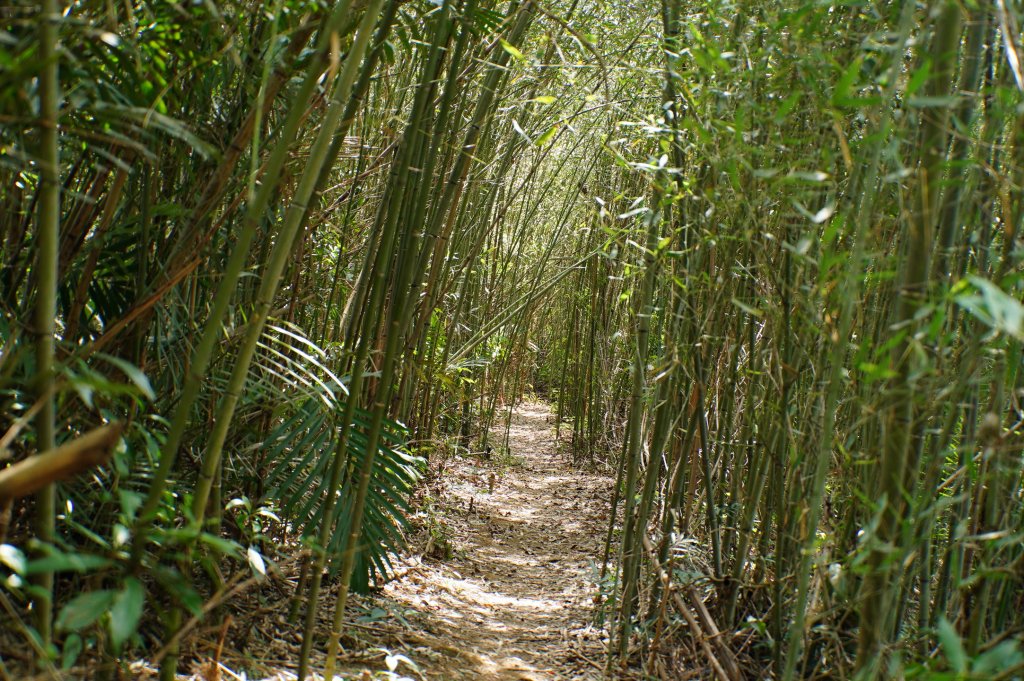 桃園 大溪 新溪洲山、溪洲山、林嵩壽山、內湳溝山、頭寮山_3006238