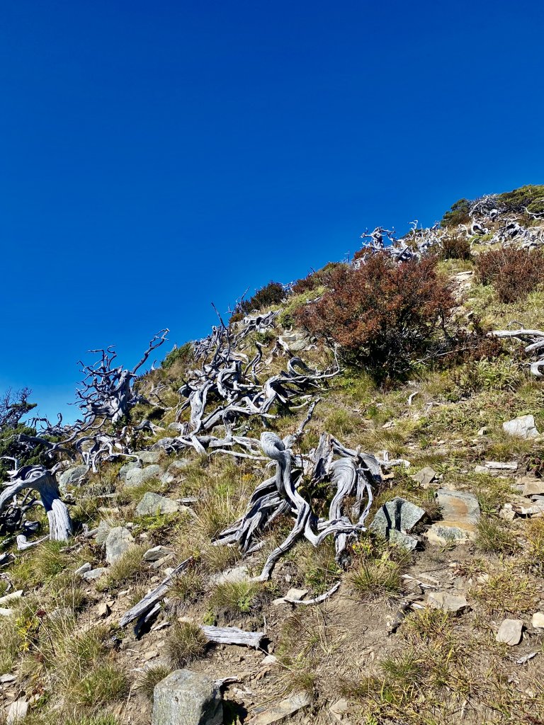 雪山西稜逆走（5天變6天）D6    2021/9/28_1479948