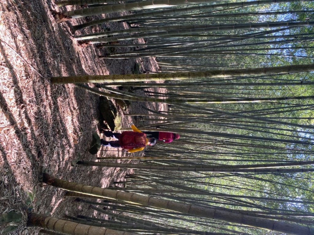 鹿谷大崙尾山、和雅挑竹古道7號、和雅挑竹古道6號O型走_2425926