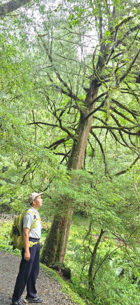 拉拉山巨木步道-塔曼山步道_20240702_2569673