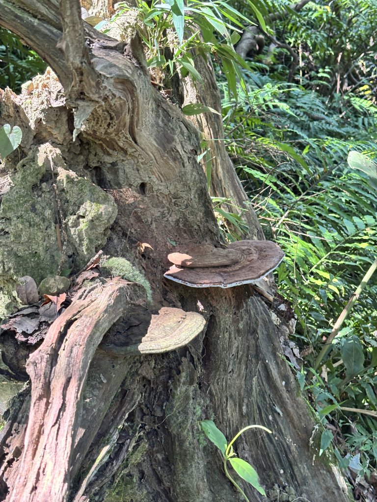 小百岳 - 汐止大尖山_2869345