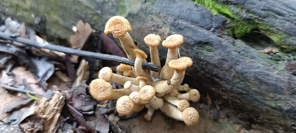 2024/08/18_馬那邦山步道_2576186