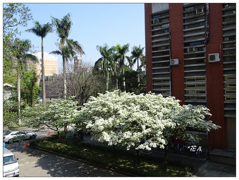 台大校園/流蘇花開封面圖