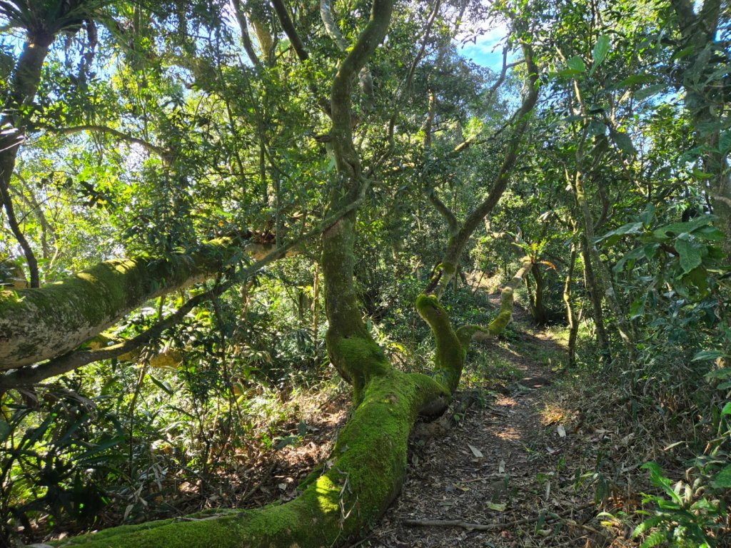 九龍山連走大凍山_2955719