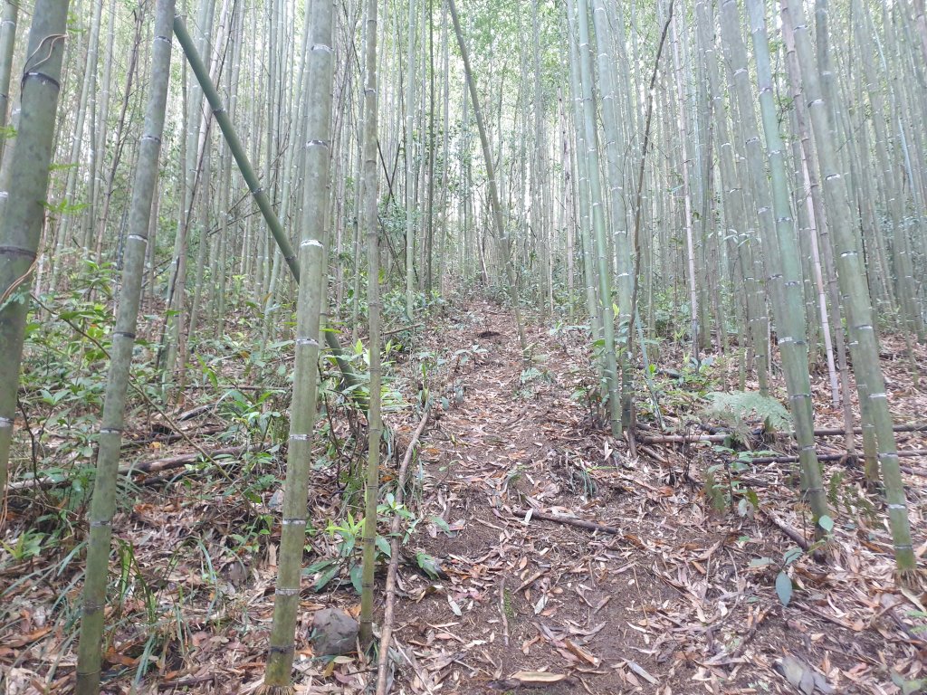 待矢負山O型_1655795