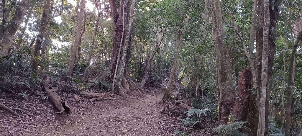 20240224_馬那邦山、細道邦山步道_2436110