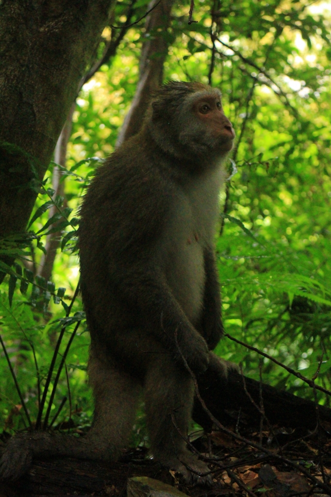 棲蘭森林驚見彌猴 20160915_79086
