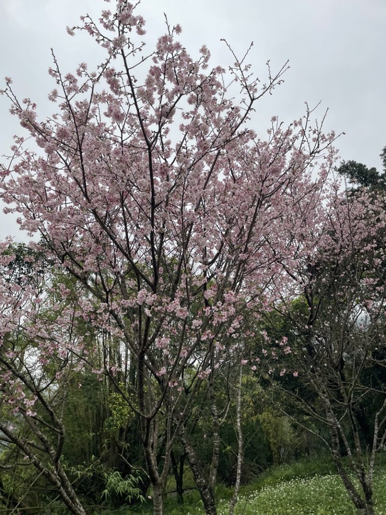 台北大縱走第七段_2733869