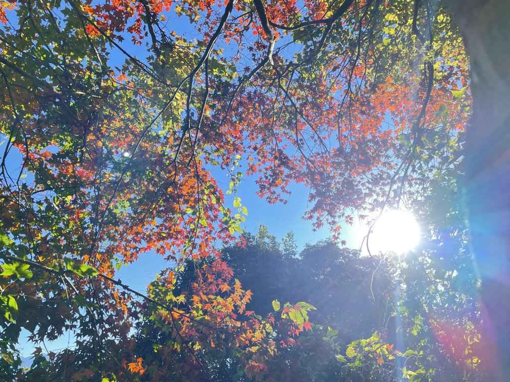 馬拉邦山-楓情萬種_1545596