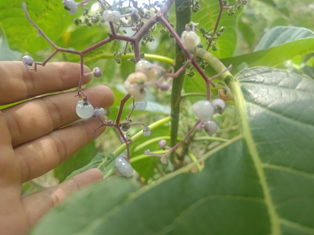 大埔頂坪林_2470078