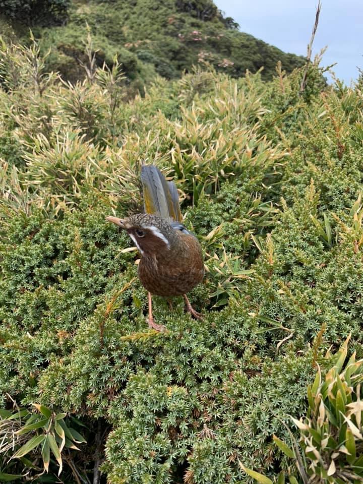 20210501 挑戰人生第一座百岳--合歡東峰_1371012